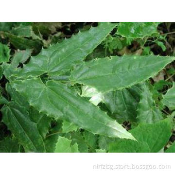 Anti-Aging Epimedium Leaf Extract 60% Icariins CAS NO. 489-
